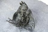 Double Spiny Quadrops Trilobite Specimen - Ofaten, Morocco #255575-12